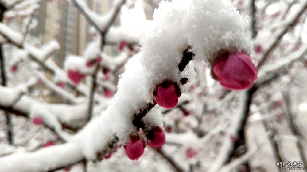 兰州飞雪降沙尘（组图）