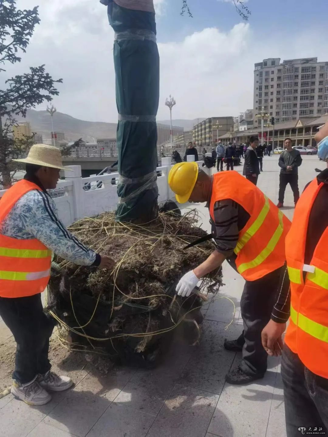 卓尼：西湖柳绿了洮河