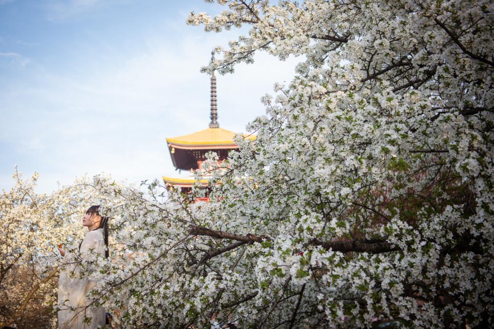 “赏花经济”带动文旅